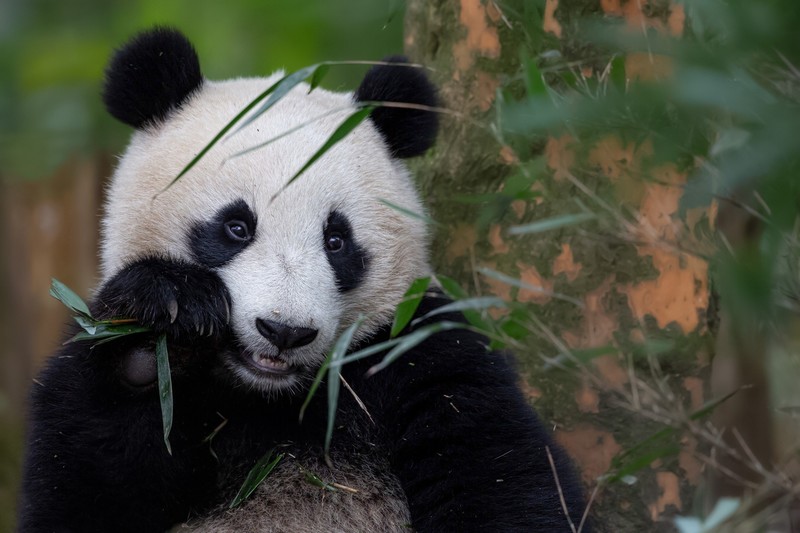 bears, food, eating, panda, animals, mammals