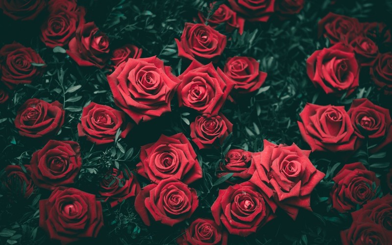 flowers, rose, red, red flowers, plants