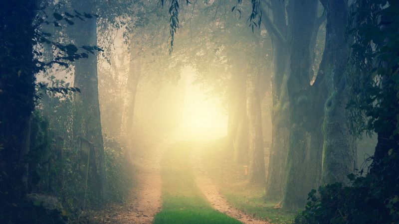 forest, road, fog, trees, light, turn, 4k