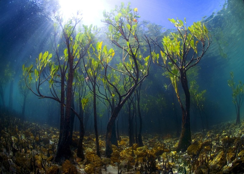 water, underwater, plants, leaves, lake, sun rays, natural light, trees, mangrove