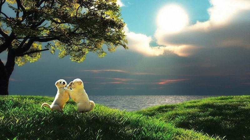 nature, grass, clouds, sky, sea, Sun, animals, puppies