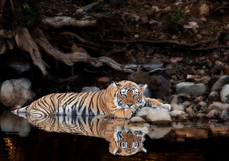big cats, tiger, water, reflection, animals, mammals