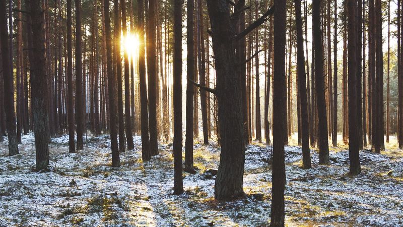 forest, trees, sunset, sun, winter, rays, 4k