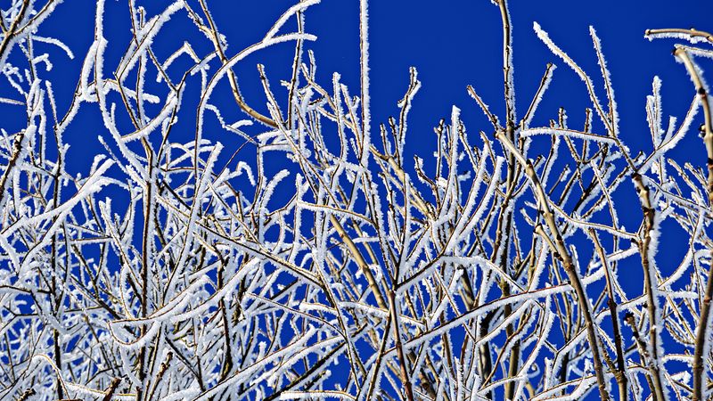 branches, frost, winter, freeze, cold, 4k