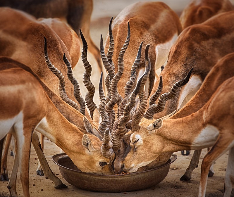 animals, mammals, horns