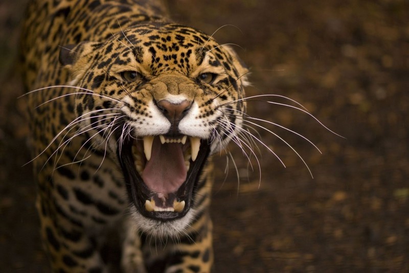 animal eyes, wild cat, animals, big cats, mammals