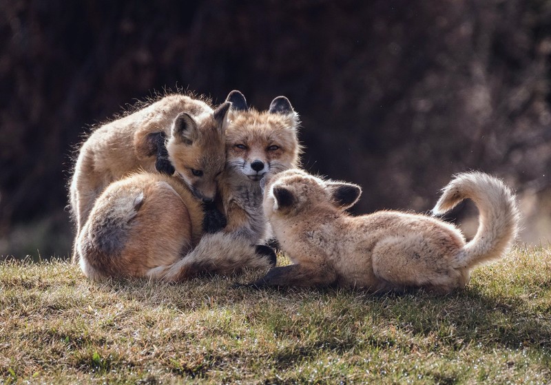 fox, animals, mammals