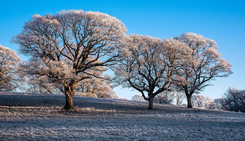 outdoors, trees, winter, ice, snow, clear sky, frost, sky, sky blue