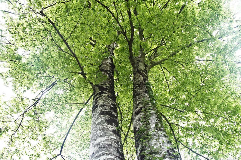 trees, nature, plants, outdoors, foliage, bright, green
