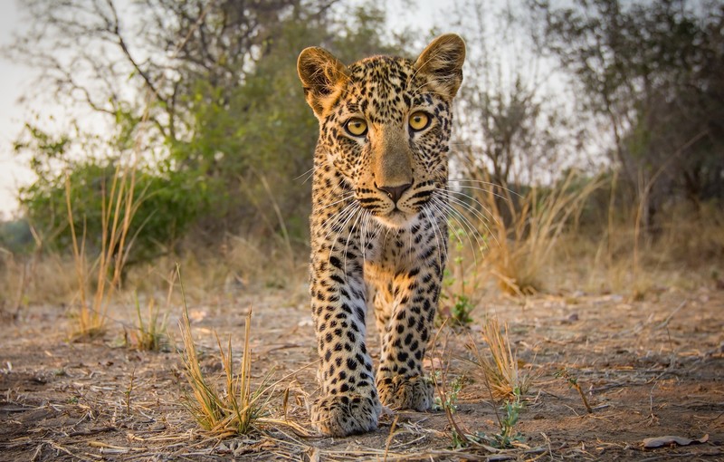 animals, mammals, big cats, yellow eyes, leopard (animal)
