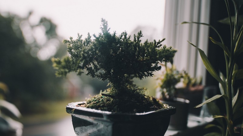 nature, plants, plant pot, houseplant, bonsai