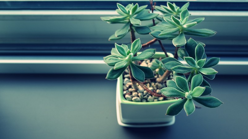 nature, plants, plant pot, houseplant