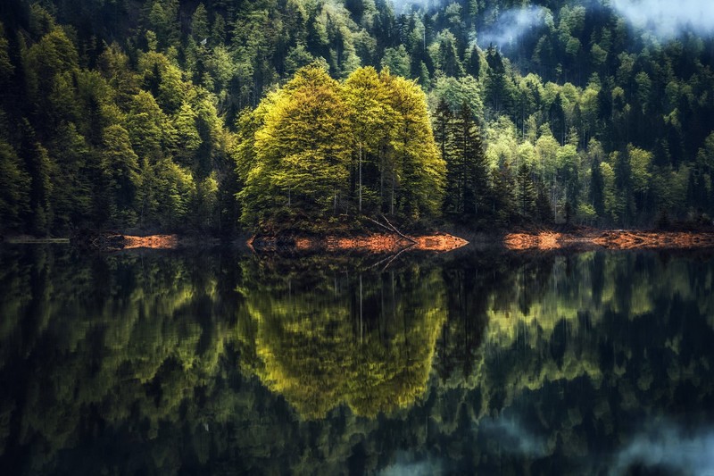 reflection, water, nature, trees, lake, symmetry, forest