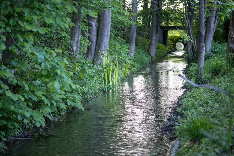 water, nature, outdoors, plants