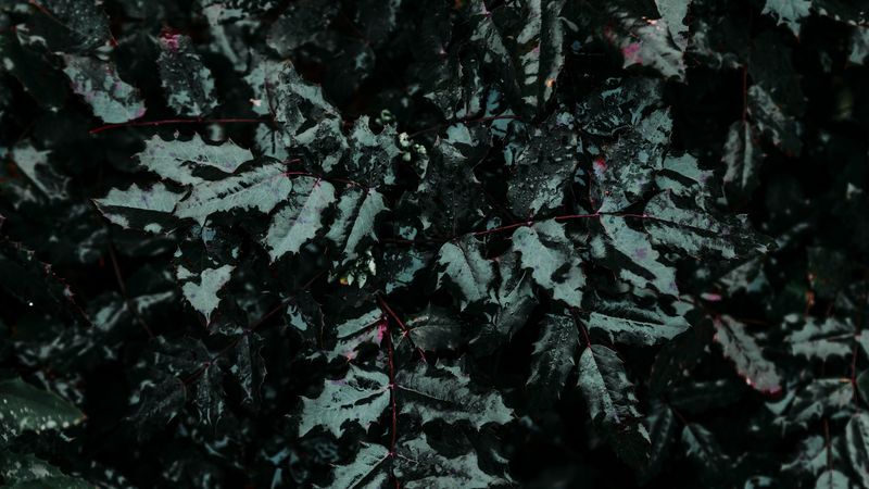 leaf, drops, plant, moisture, rain, carved, 4k