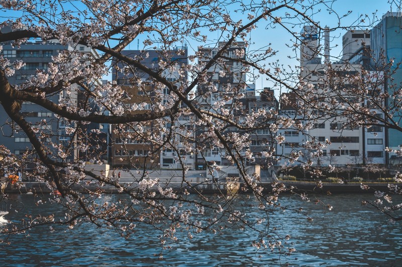Japan, Osaka, cityscape, cherry blossom, nature, urban, architecture, trees, Asia