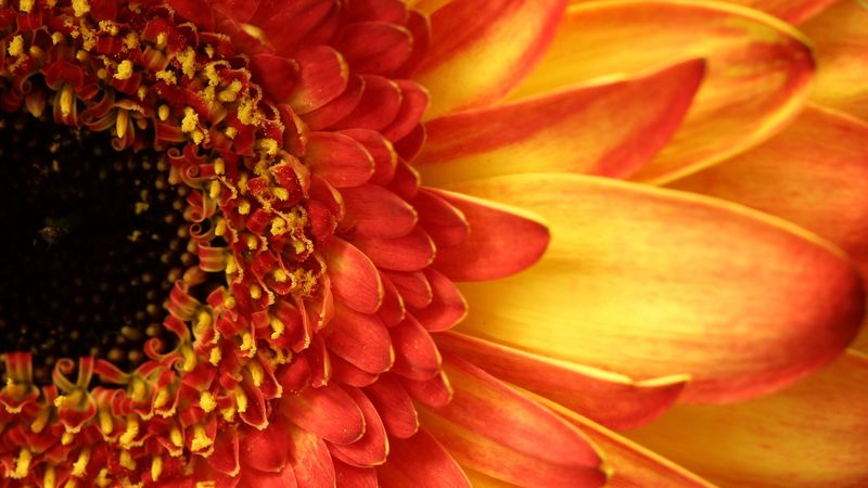 gerbera, flower, petals, closeup, peach, 4k