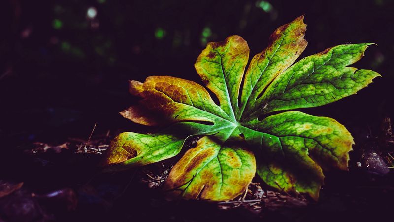 leaf, plant, carved, autumn, shadows, closeup, 4k