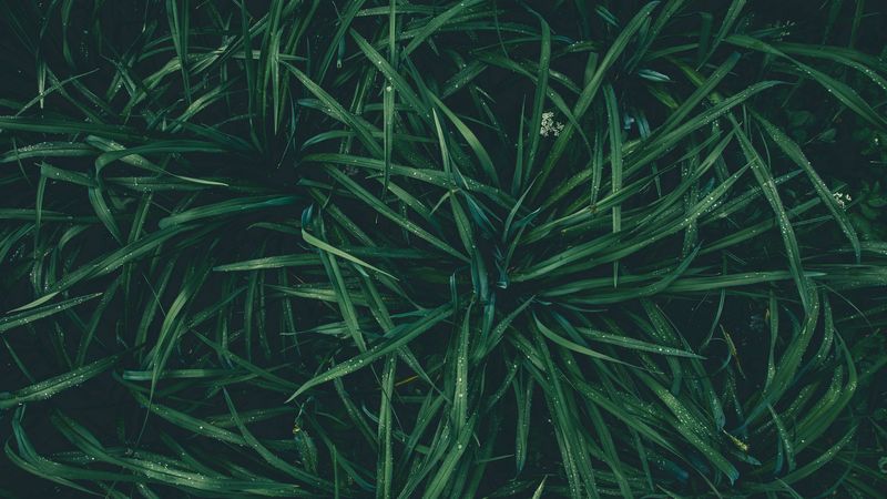 grass, drops, dew, moisture, green, 4k