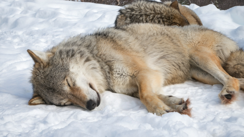 wolf, animals, snow, mammals, sleeping