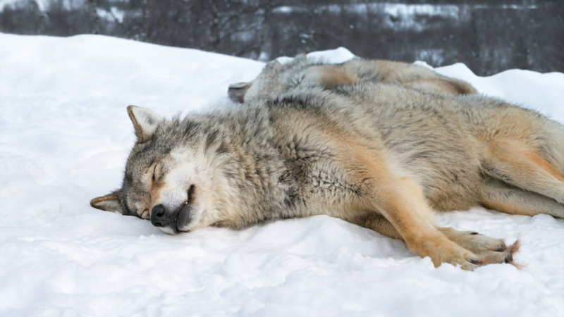 wolf, animals, snow, mammals