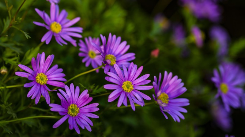 plants, photography, flowers, purple flowers, nature