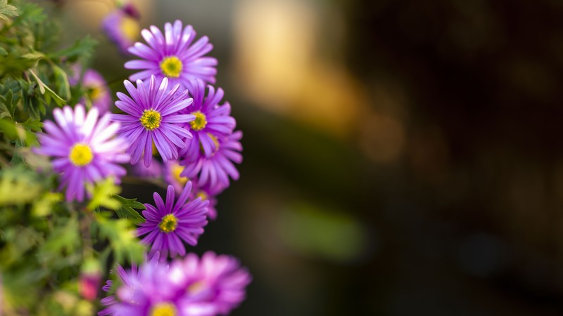 plants, photography, flowers, purple flowers, nature