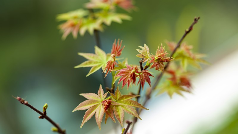 plants, photography, leaves, outdoors