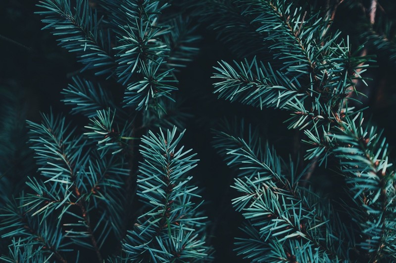 nature, trees, leaves, needles