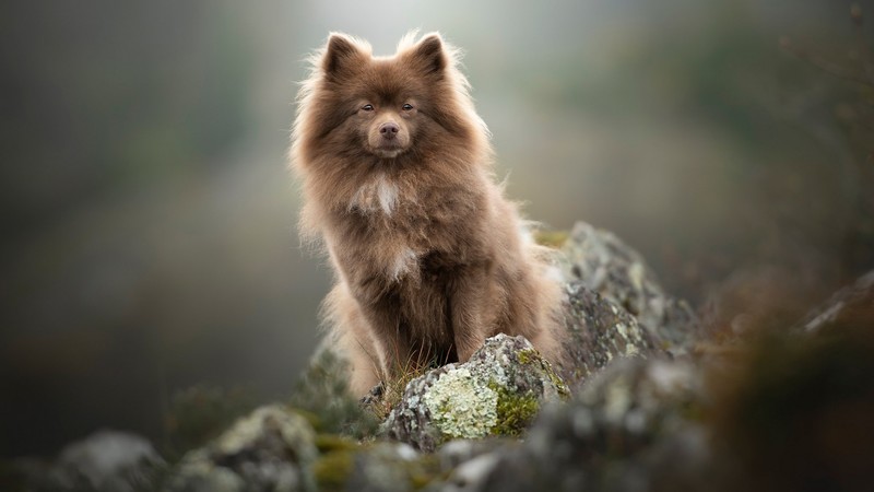 outdoors, animals, dog, mammals