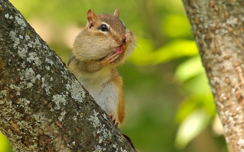 squirrel, animals, mammals, sciuridae