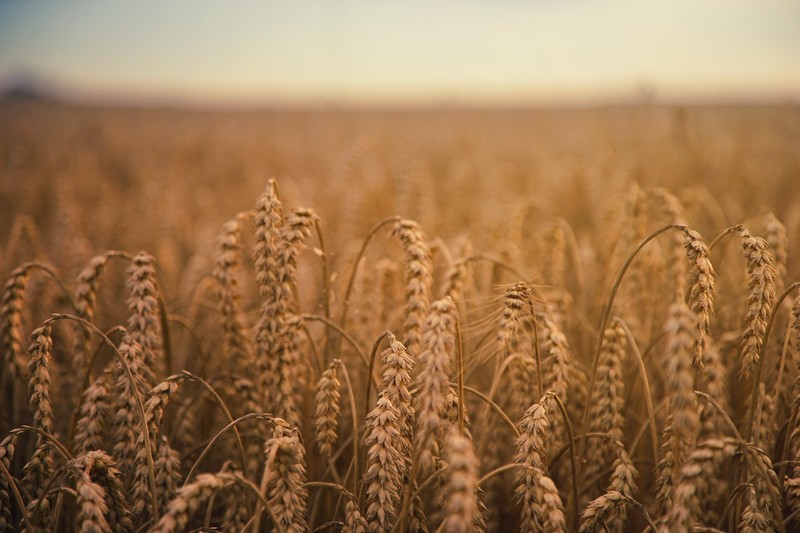 plants, wheat, field, outdoors