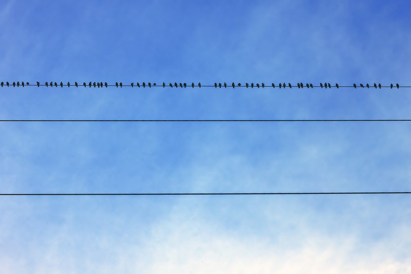 sky, outdoors, wires, birds, animals, blue, sky blue, in-line