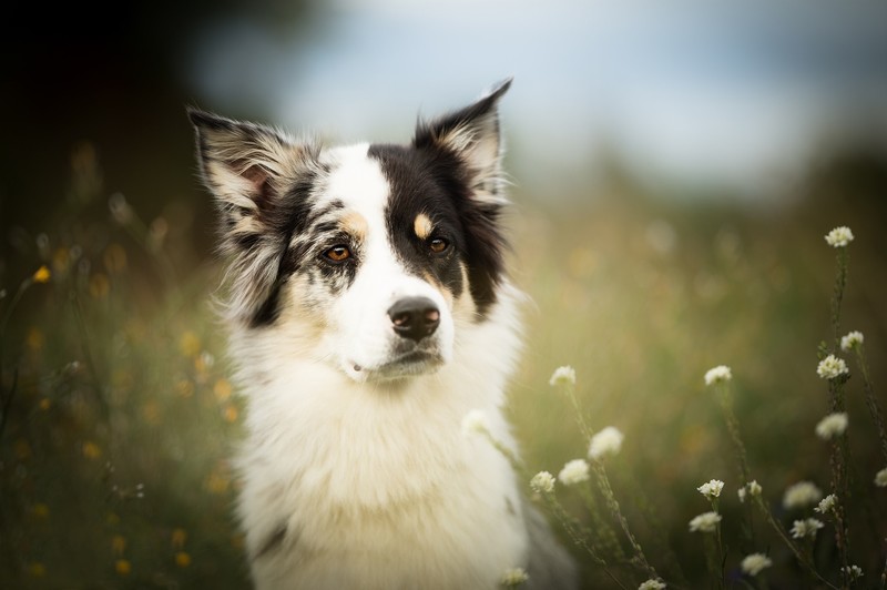 dog, flowers, plants, outdoors, animals, mammals, Border Collie