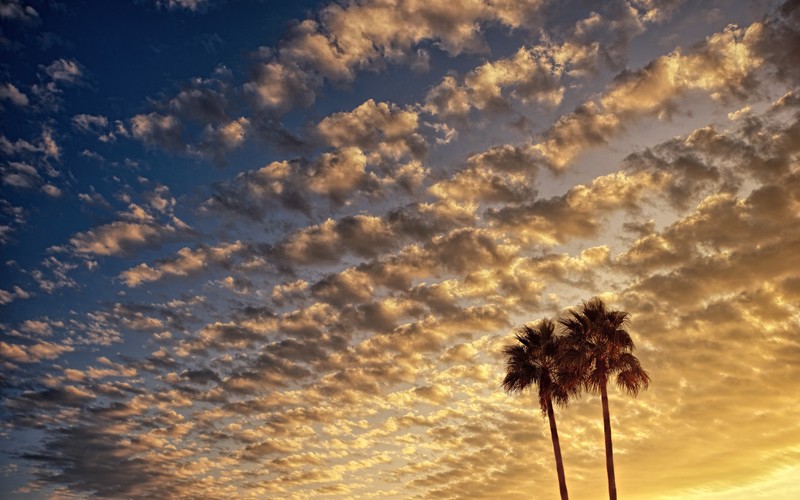 sky, clouds, sunlight, palm trees, outdoors