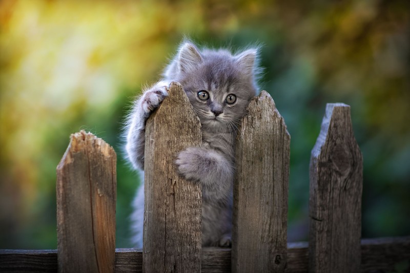 kittens, animals, outdoors, cats, mammals