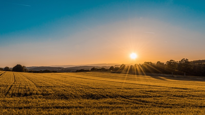 yellow, sunset, nature