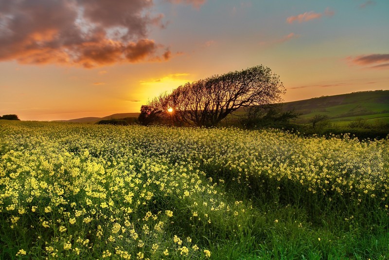 nature, field, flowers, sunlight, plants