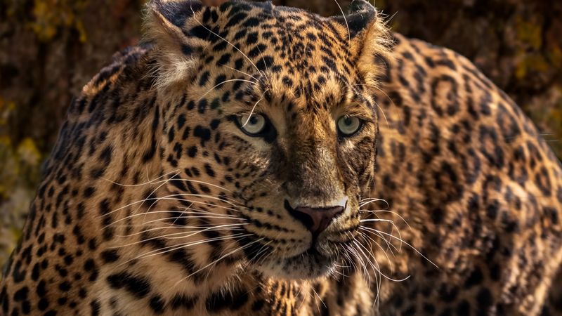 jaguar, predator, wild, big cat, muzzle, close-up, 4k