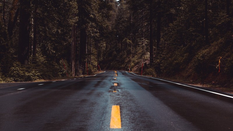 landscape, nature, road, wet, wet road, trees, forest
