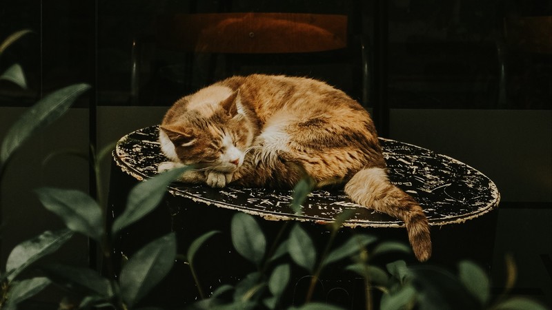 animals, cats, sleeping, plants