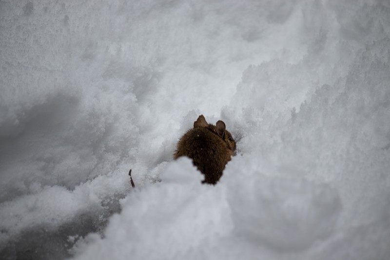 snow, hiking, animals, mammals, winter