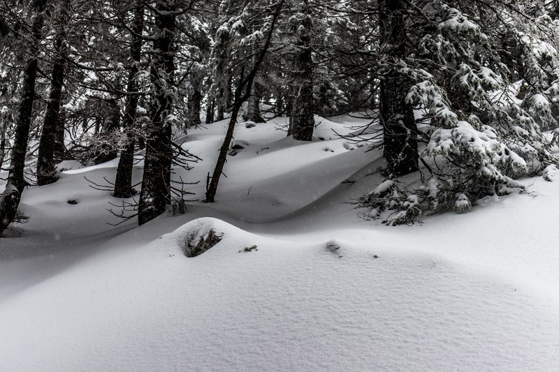 snow, fir-tree, landscape, snowflakes, winter