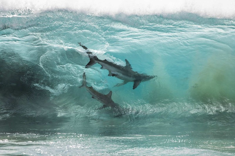 nature, animals, sea, shark, waves, water, underwater, photography