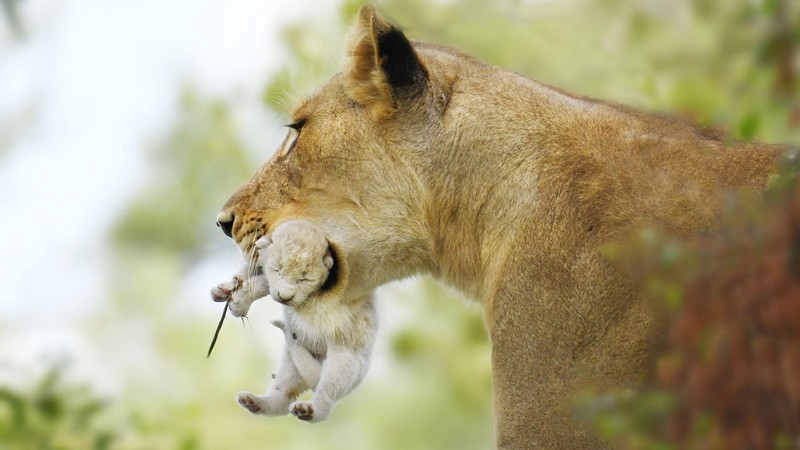 nature, animals, lion, baby animals, wildlife, big cats, depth of field, cubs