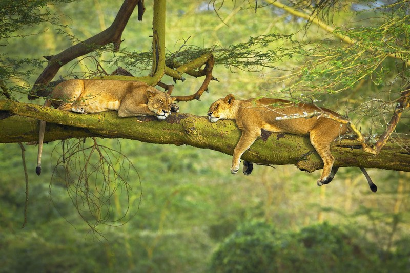 nature, animals, lion, trees, branch, rest, sleeping, depth of field, wildlife, big cats, green
