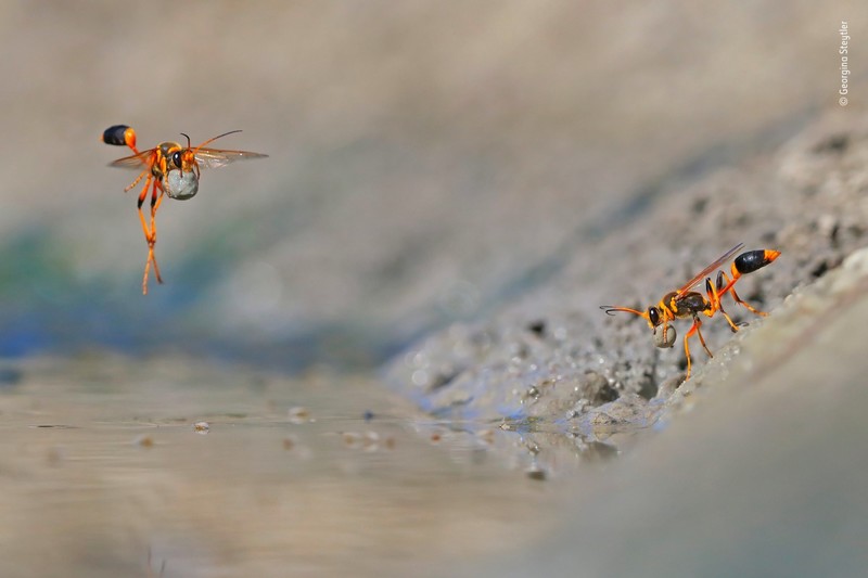 nature, animals, macro, insect, water, Georgina Steytler, mud, water drops, depth of field, Australia, closeup, wasps
