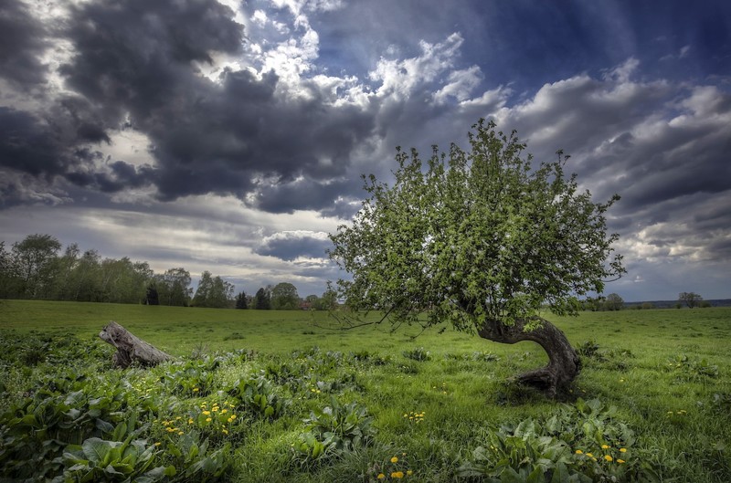 field, nature, sky, trees, clouds