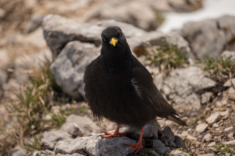 alpendohle, birds, mountains