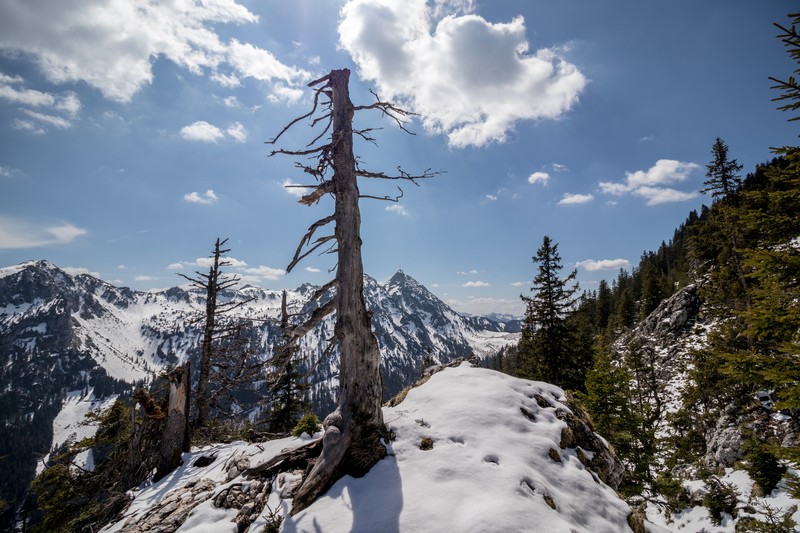 mountains, old tree, sky, clouds, snow